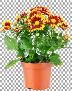تصاویر گل و گیاه